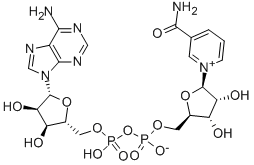 β-nikotinamid adenin dinukleotidi